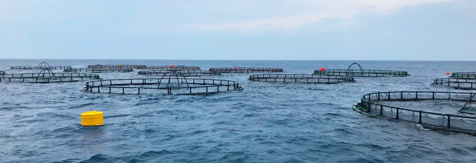 Balık yetiştiriciliği ve besleme