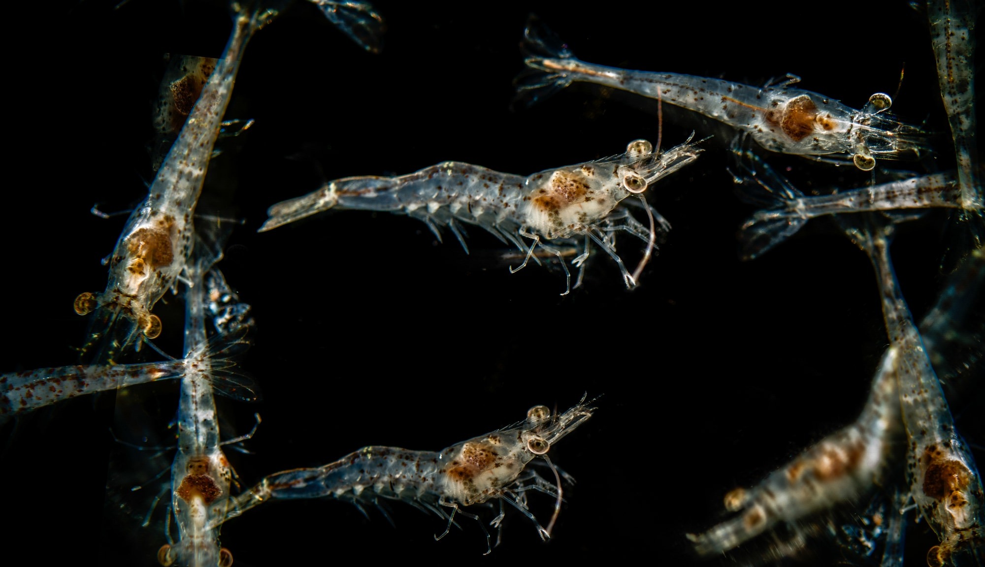 Prof.Dr. Tufan EROLDOĞAN